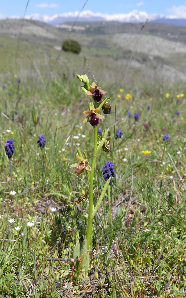 Ophrys promontorii : Abruzzo e Lazio 2019